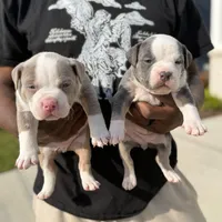 Litter unnamed , a male American Bully for sale in Indianapolis, IN – Photo 1 of 7