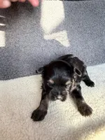 5, a male Yorkshire Terrier for sale in Port Saint Lucie, FL – Photo 6 of 10