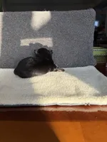 6, a male Yorkshire Terrier for sale in Port Saint Lucie, FL – Photo 10 of 10