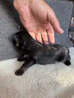 5, a male Yorkshire Terrier for sale in Port Saint Lucie, FL – Photo 8 of 10