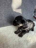 5, a male Yorkshire Terrier for sale in Port Saint Lucie, FL – Photo 7 of 10