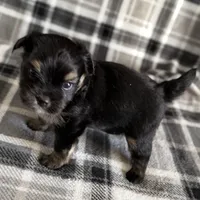 Blu, a male Pomeranian and Yorkshire Terrier for sale in Port Saint Lucie, FL – Photo 7 of 9