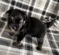 Blu, a male Pomeranian and Yorkshire Terrier for sale in Port Saint Lucie, FL – Photo 7 of 9