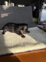 6, a male Yorkshire Terrier for sale in Port Saint Lucie, FL – Photo 7 of 10