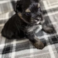 Blu, a male Pomeranian and Yorkshire Terrier for sale in Port Saint Lucie, FL – Photo 6 of 9