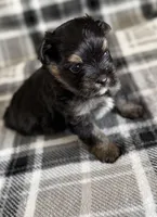 Blu, a male Pomeranian and Yorkshire Terrier for sale in Port Saint Lucie, FL – Photo 6 of 9