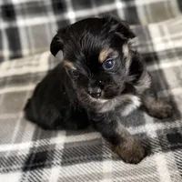 Blu, a male Pomeranian and Yorkshire Terrier for sale in Port Saint Lucie, FL – Photo 9 of 9