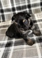 Blu, a male Pomeranian and Yorkshire Terrier for sale in Port Saint Lucie, FL – Photo 9 of 9