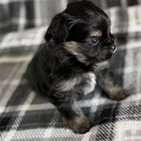 Blu, a male Pomeranian and Yorkshire Terrier for sale in Port Saint Lucie, FL – Photo 4 of 9