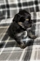 Blu, a male Pomeranian and Yorkshire Terrier for sale in Port Saint Lucie, FL – Photo 4 of 9