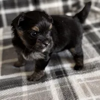 Blu, a male Pomeranian and Yorkshire Terrier for sale in Port Saint Lucie, FL – Photo 2 of 9