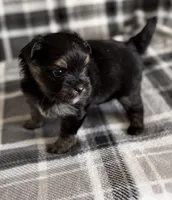 Blu, a male Pomeranian and Yorkshire Terrier for sale in Port Saint Lucie, FL – Photo 2 of 9