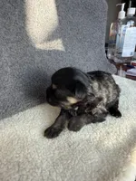 5, a male Yorkshire Terrier for sale in Port Saint Lucie, FL – Photo 4 of 10