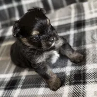 Blu, a male Pomeranian and Yorkshire Terrier for sale in Port Saint Lucie, FL – Photo 5 of 9