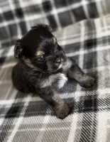 Blu, a male Pomeranian and Yorkshire Terrier for sale in Port Saint Lucie, FL – Photo 5 of 9