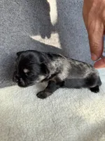 5, a male Yorkshire Terrier for sale in Port Saint Lucie, FL – Photo 9 of 10