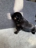 5, a male Yorkshire Terrier for sale in Port Saint Lucie, FL – Photo 10 of 10