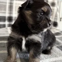 Blu, a male Pomeranian and Yorkshire Terrier for sale in Port Saint Lucie, FL – Photo 1 of 9