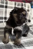 Blu, a male Pomeranian and Yorkshire Terrier for sale in Port Saint Lucie, FL – Photo 1 of 9