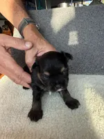 5, a male Yorkshire Terrier for sale in Port Saint Lucie, FL – Photo 3 of 10