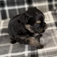 Blu, a male Pomeranian and Yorkshire Terrier for sale in Port Saint Lucie, FL – Photo 3 of 9