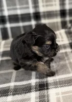 Blu, a male Pomeranian and Yorkshire Terrier for sale in Port Saint Lucie, FL – Photo 3 of 9