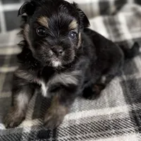 Blu, a male Pomeranian and Yorkshire Terrier for sale in Port Saint Lucie, FL – Photo 8 of 9