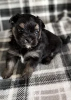 Blu, a male Pomeranian and Yorkshire Terrier for sale in Port Saint Lucie, FL – Photo 8 of 9