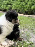 3, a female Pomeranian and Yorkshire Terrier for sale in Port Saint Lucie, FL – Photo 7 of 10