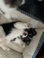 3, a female Pomeranian and Yorkshire Terrier for sale in Port Saint Lucie, FL – Photo 5 of 10