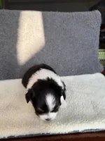 3, a female Yorkshire Terrier for sale in Port Saint Lucie, FL – Photo 10 of 10