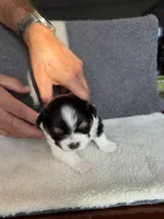 3, a female Yorkshire Terrier for sale in Port Saint Lucie, FL – Photo 4 of 10