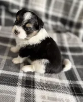 3, a female Pomeranian and Yorkshire Terrier for sale in Port Saint Lucie, FL – Photo 5 of 10