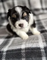 3, a female Pomeranian and Yorkshire Terrier for sale in Port Saint Lucie, FL – Photo 6 of 10