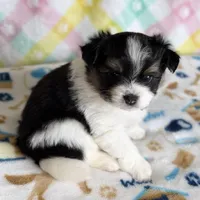 3, a female Pomeranian and Yorkshire Terrier for sale in Port Saint Lucie, FL – Photo 6 of 10