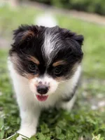 3, a female Pomeranian and Yorkshire Terrier for sale in Port Saint Lucie, FL – Photo 1 of 10