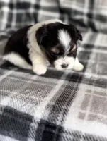 3, a female Pomeranian and Yorkshire Terrier for sale in Port Saint Lucie, FL – Photo 8 of 10