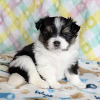 3, a female Pomeranian and Yorkshire Terrier for sale in Port Saint Lucie, FL – Photo 9 of 10