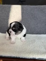 3, a female Yorkshire Terrier for sale in Port Saint Lucie, FL – Photo 7 of 10