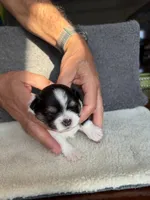 3, a female Yorkshire Terrier for sale in Port Saint Lucie, FL – Photo 3 of 10