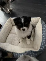 3, a female Pomeranian and Yorkshire Terrier for sale in Port Saint Lucie, FL – Photo 4 of 10