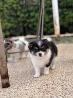 3, a female Pomeranian and Yorkshire Terrier for sale in Port Saint Lucie, FL – Photo 3 of 10