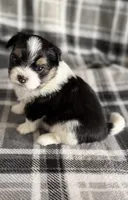 3, a female Pomeranian and Yorkshire Terrier for sale in Port Saint Lucie, FL – Photo 3 of 10