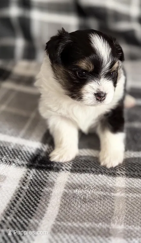 3, a female Pomeranian and Yorkshire Terrier for sale in Port Saint Lucie, FL – Photo 1 of 10