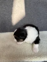 3, a female Yorkshire Terrier for sale in Port Saint Lucie, FL – Photo 2 of 10