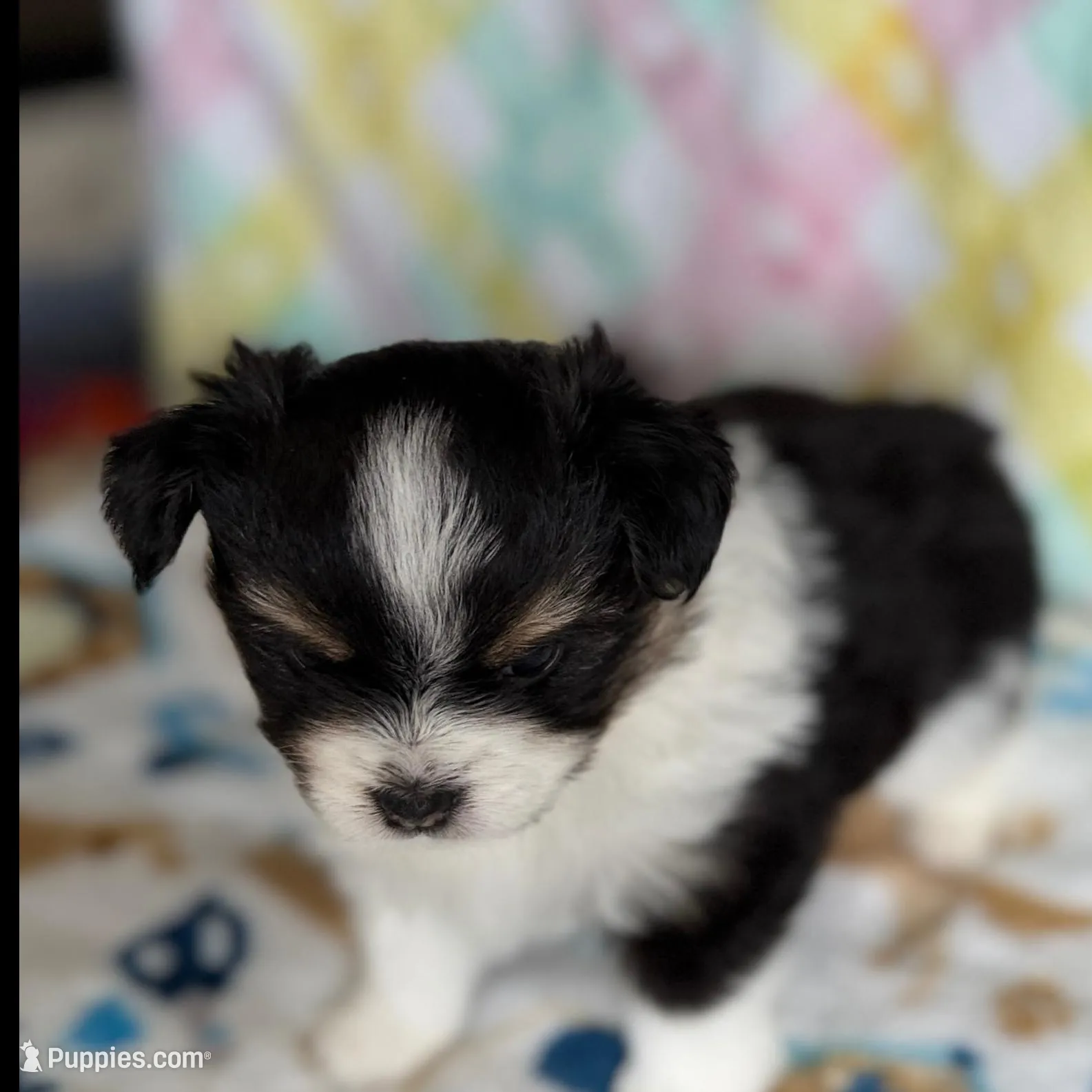 3, a female Pomeranian and Yorkshire Terrier for sale in Port Saint Lucie, FL – Photo 4 of 10