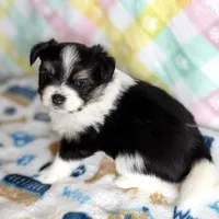 3, a female Pomeranian and Yorkshire Terrier for sale in Port Saint Lucie, FL – Photo 10 of 10