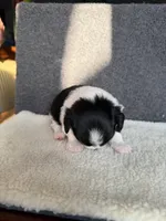 3, a female Yorkshire Terrier for sale in Port Saint Lucie, FL – Photo 9 of 10