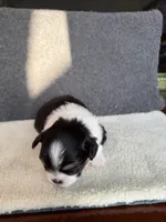 3, a female Yorkshire Terrier for sale in Port Saint Lucie, FL – Photo 8 of 10