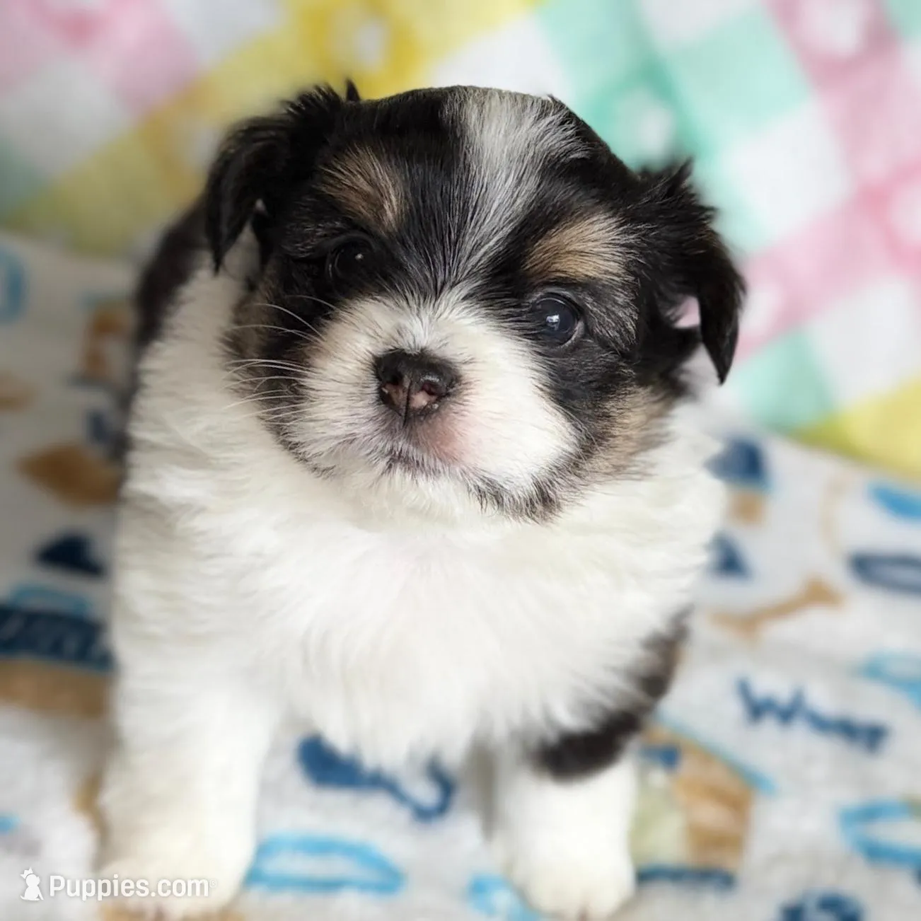 3, a female Pomeranian and Yorkshire Terrier for sale in Port Saint Lucie, FL – Photo 3 of 10